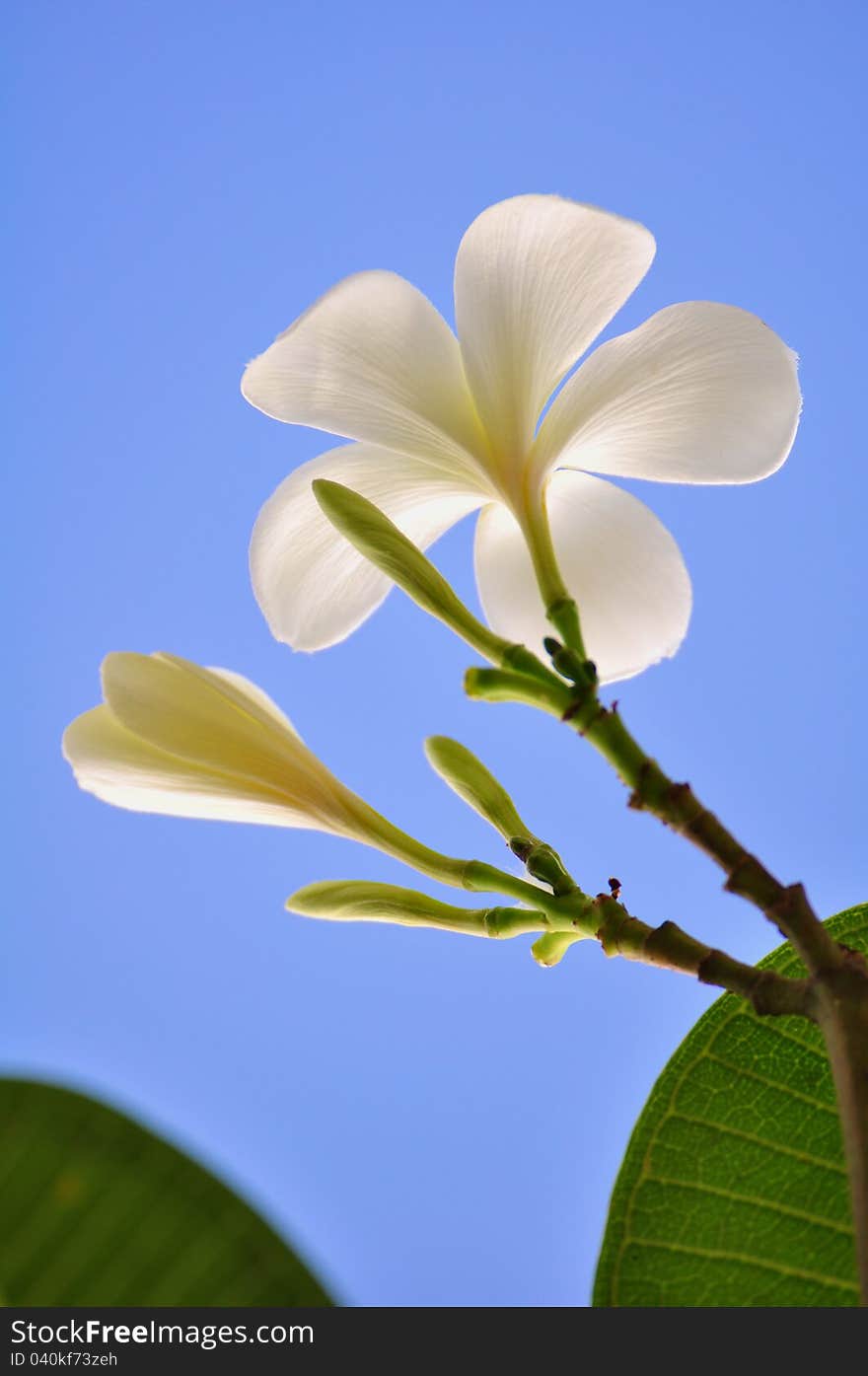 Frangipani flowers on blue sky