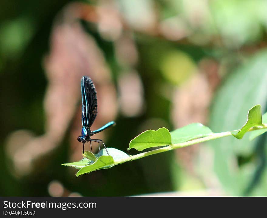 Blue dragonfly sitting on the branch