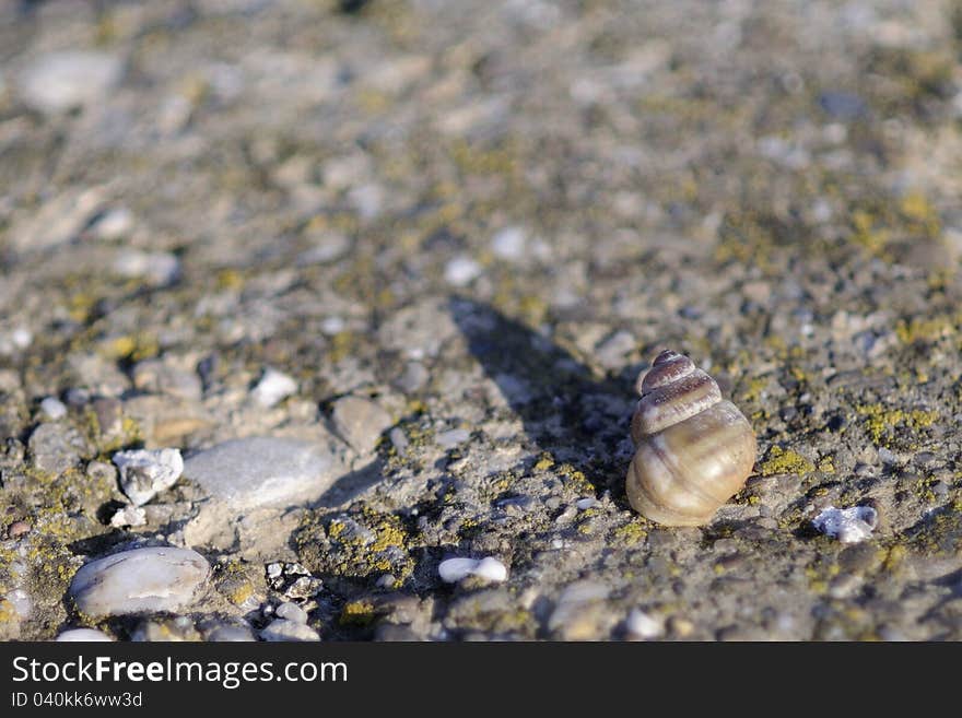 Snail Resting