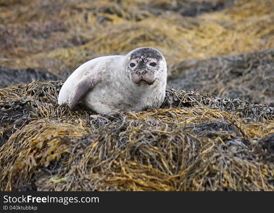 Grey Seal.