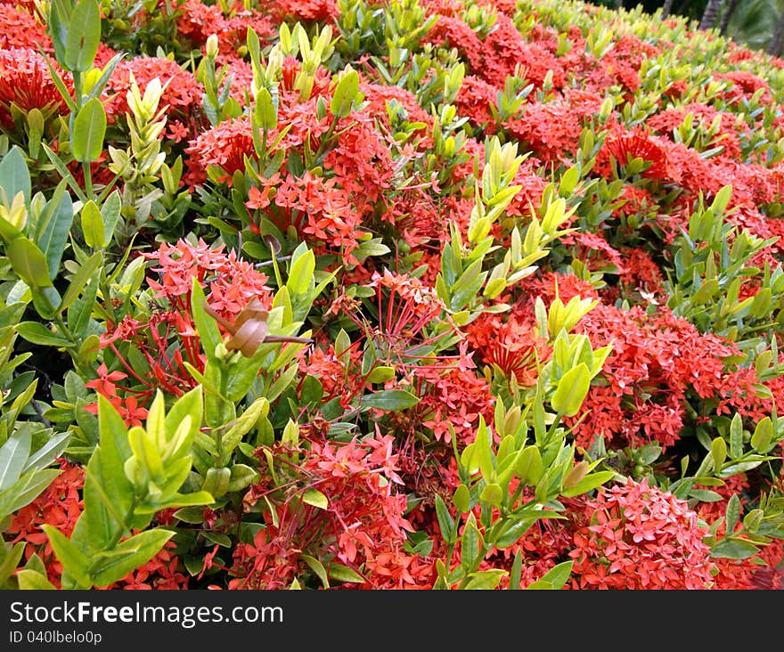 Tropical flowers Red Ixora coccinea (or Jungle Geranium, Flame of the Woods, and Jungle Flame) Blur background. Tropical flowers Red Ixora coccinea (or Jungle Geranium, Flame of the Woods, and Jungle Flame) Blur background