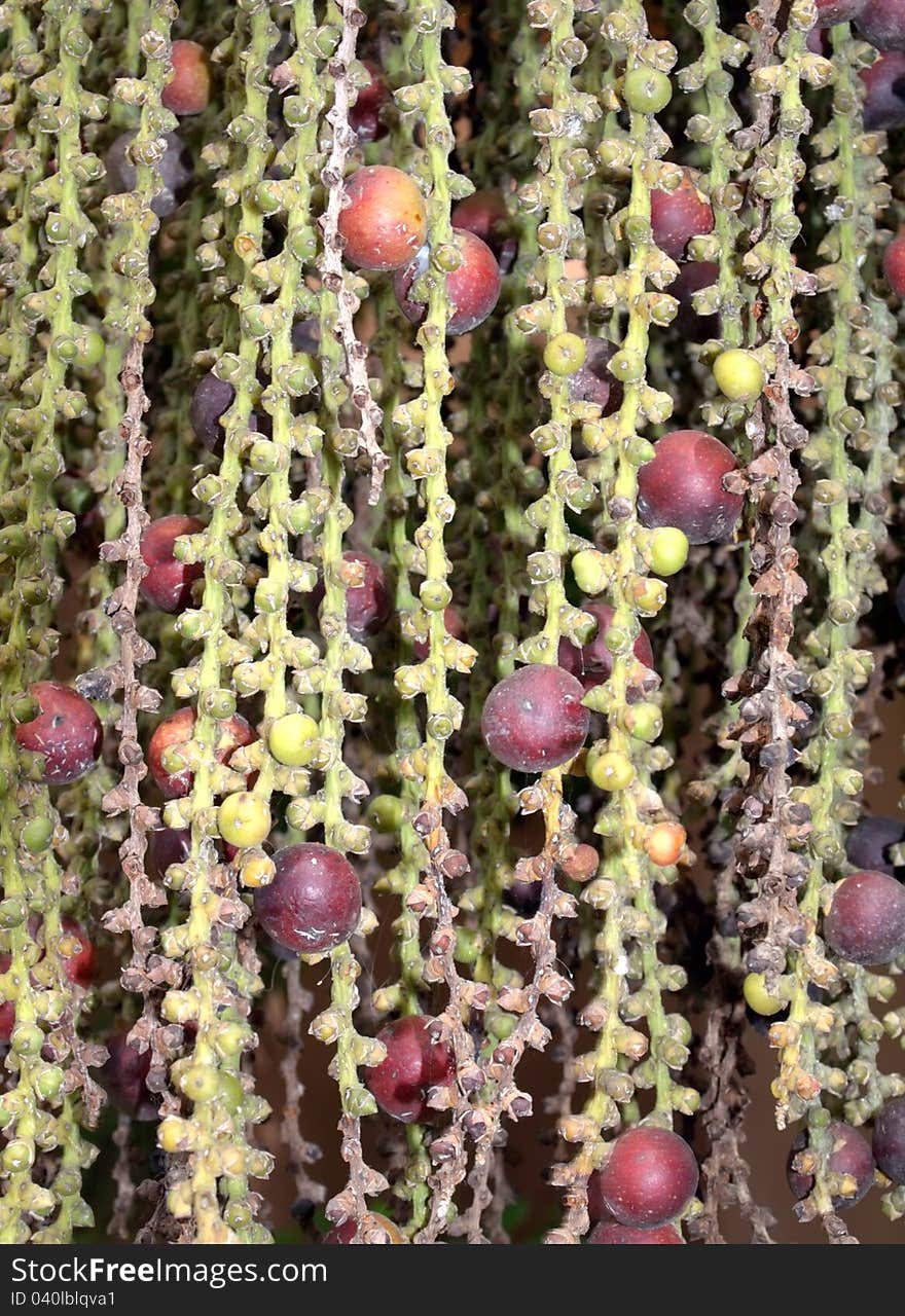 The fruits of the palm tree hanging closeup. The fruits of the palm tree hanging closeup