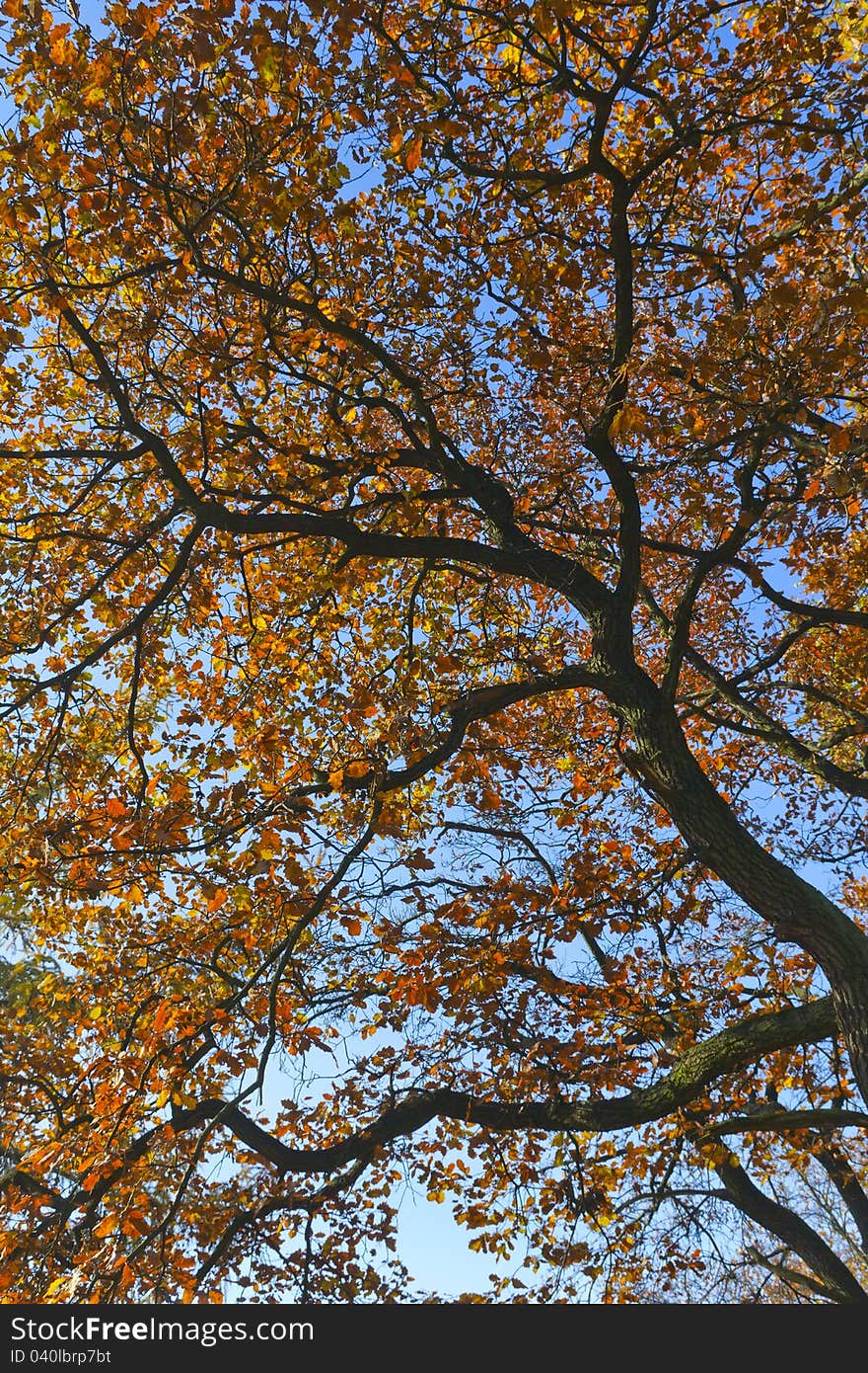 Bright autumn leaves, blue sky in the background