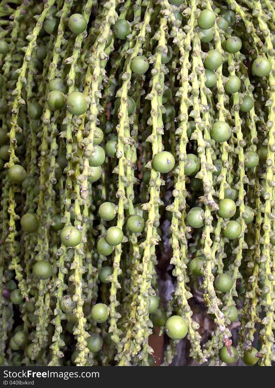 The green young fruits of the palm tree hanging close up. The green young fruits of the palm tree hanging close up