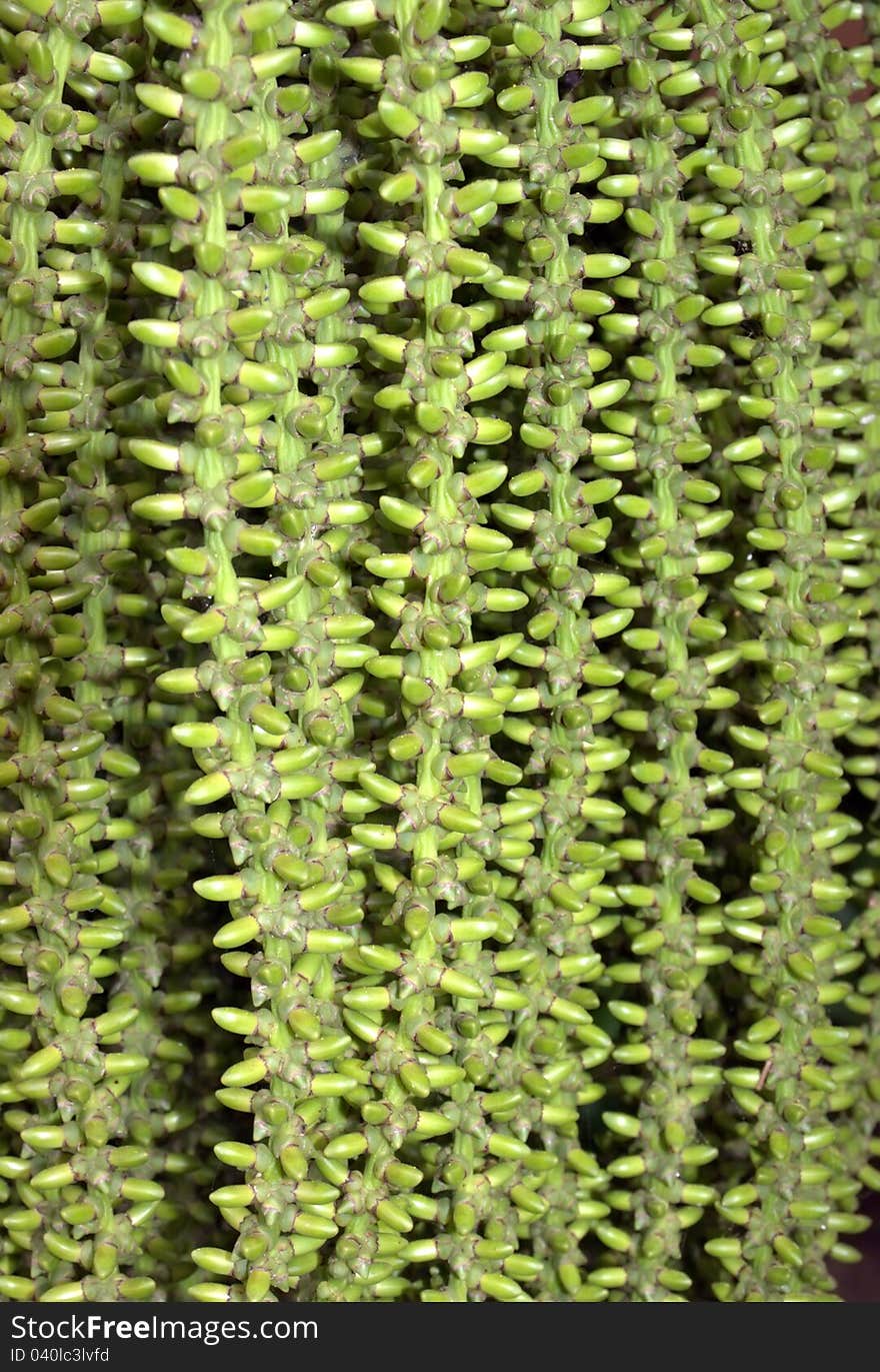 The young green fruits of the palm tree hanging close up. The young green fruits of the palm tree hanging close up