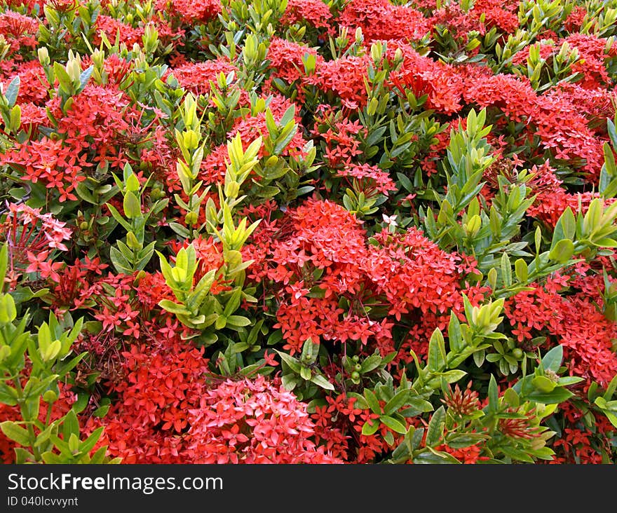 Tropical flowers Red Ixora coccinea (or Jungle Geranium, Flame of the Woods, and Jungle Flame) Blur background. Tropical flowers Red Ixora coccinea (or Jungle Geranium, Flame of the Woods, and Jungle Flame) Blur background