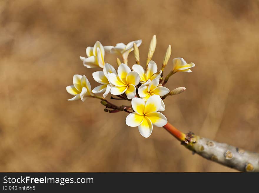 Beautiful flower isolated on brown background