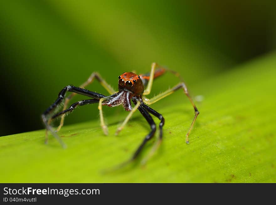 Viciria SP Jumping Spider