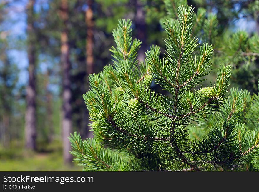 Pine branch with green buds on the background of the young forest. Pine branch with green buds on the background of the young forest.