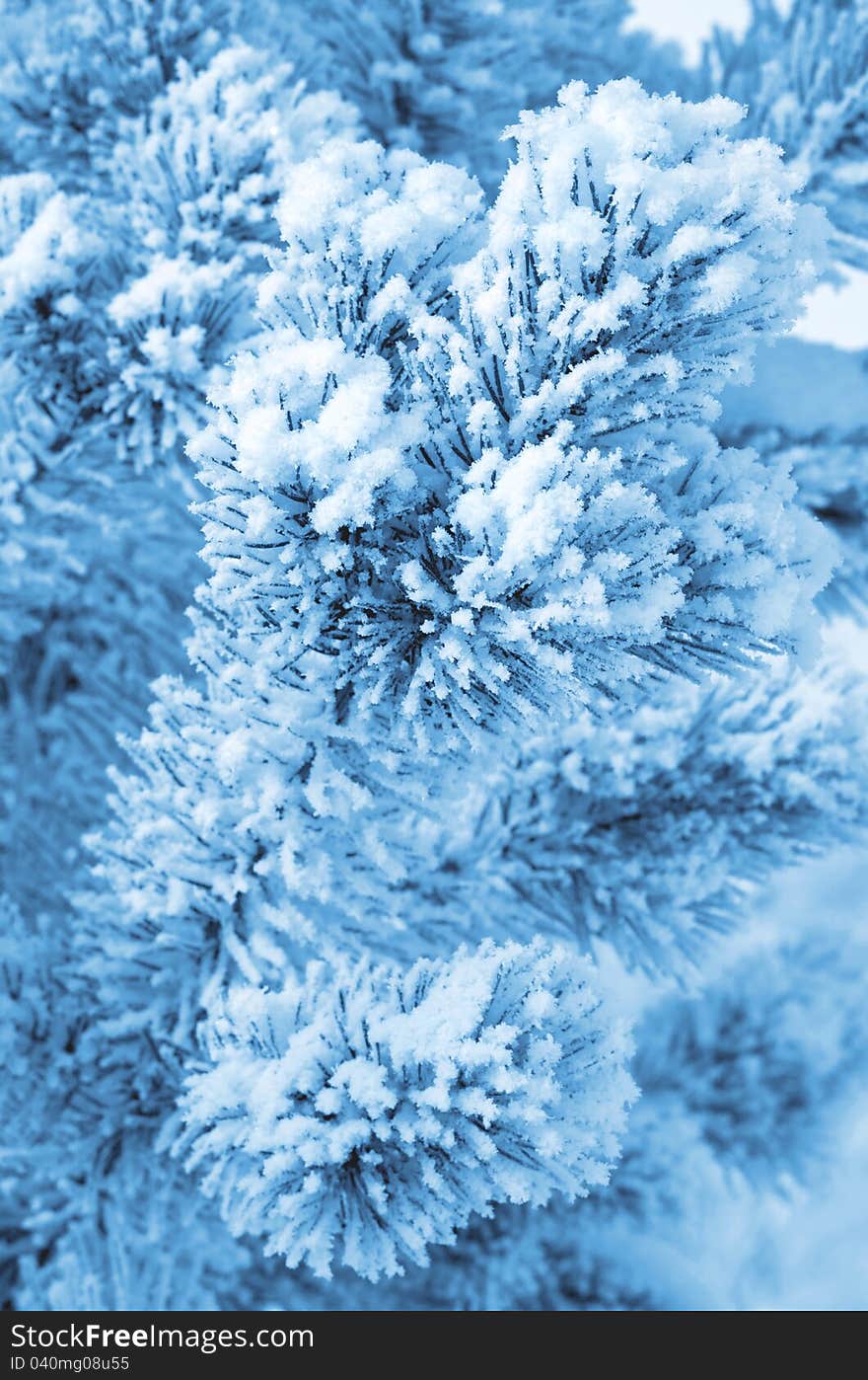 A coniferous tree in hoarfrost and snow. A coniferous tree in hoarfrost and snow