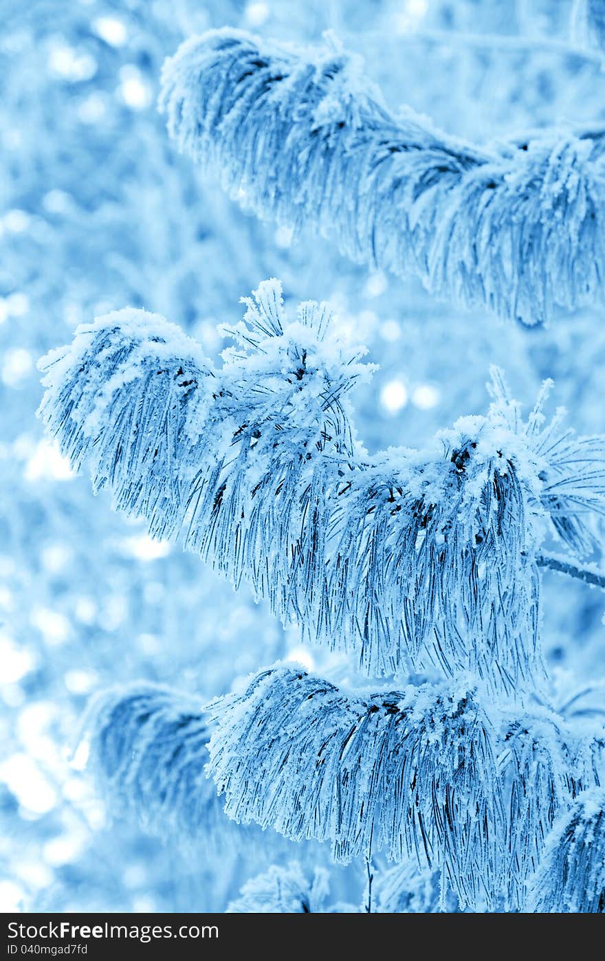 Branches of the Siberian cedar covered with hoarfrost. Branches of the Siberian cedar covered with hoarfrost