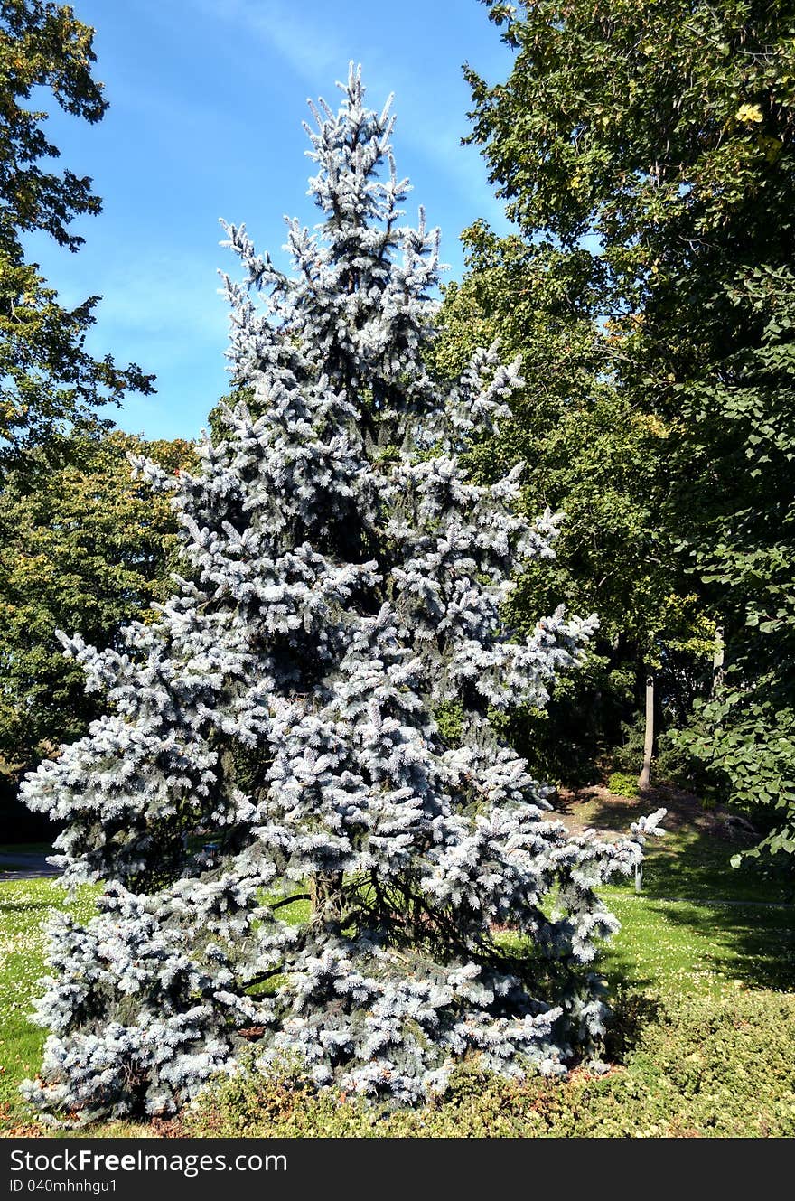 Silver fir