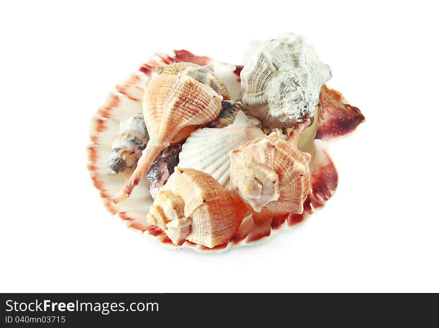 In the scallop shell of different shells on white background