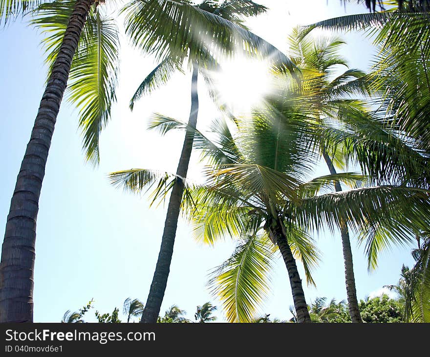 The sun's rays shine through the leaves of palm trees. A sunny day in the tropics. The sun's rays shine through the leaves of palm trees. A sunny day in the tropics