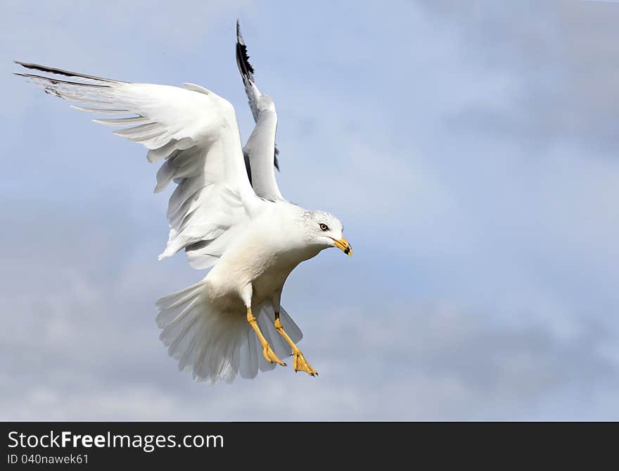 A Ring-billed Gull coming in for a landing. A Ring-billed Gull coming in for a landing