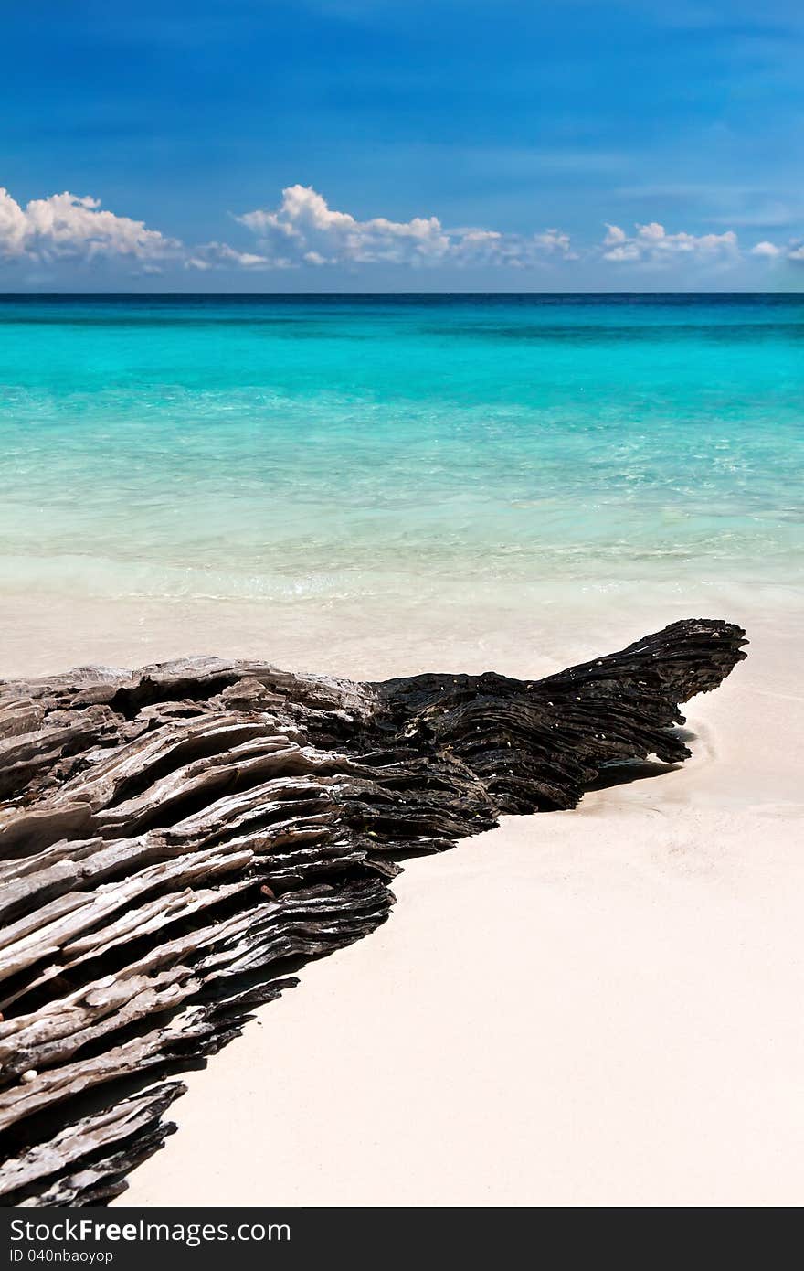 Textured snag on the beach