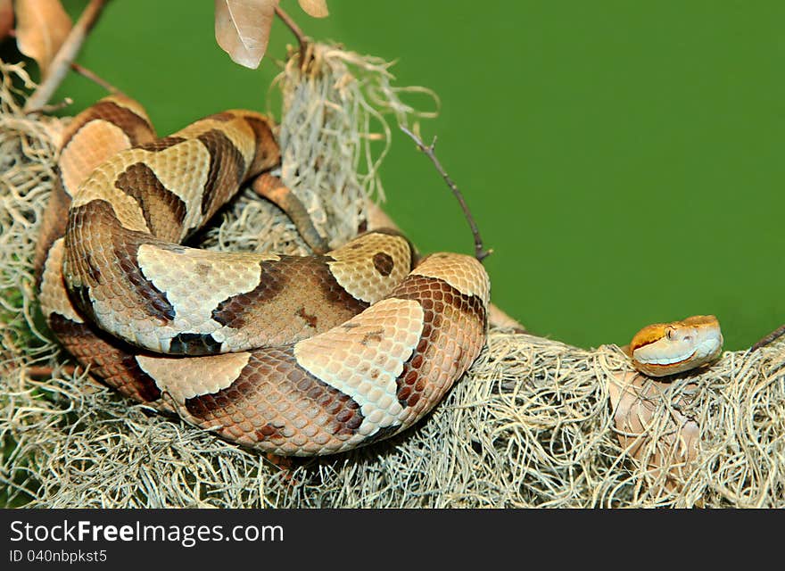 Copperhead Snake Coiled on Tree Limb