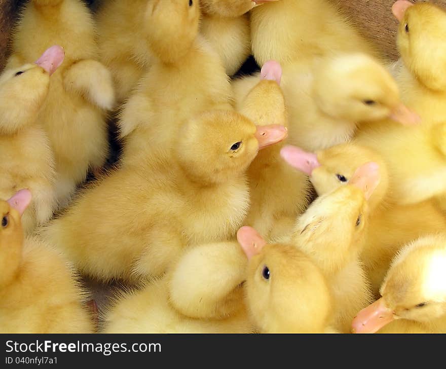 Duckling at farm. Group of small cute ducklings inside box. Duckling at farm. Group of small cute ducklings inside box