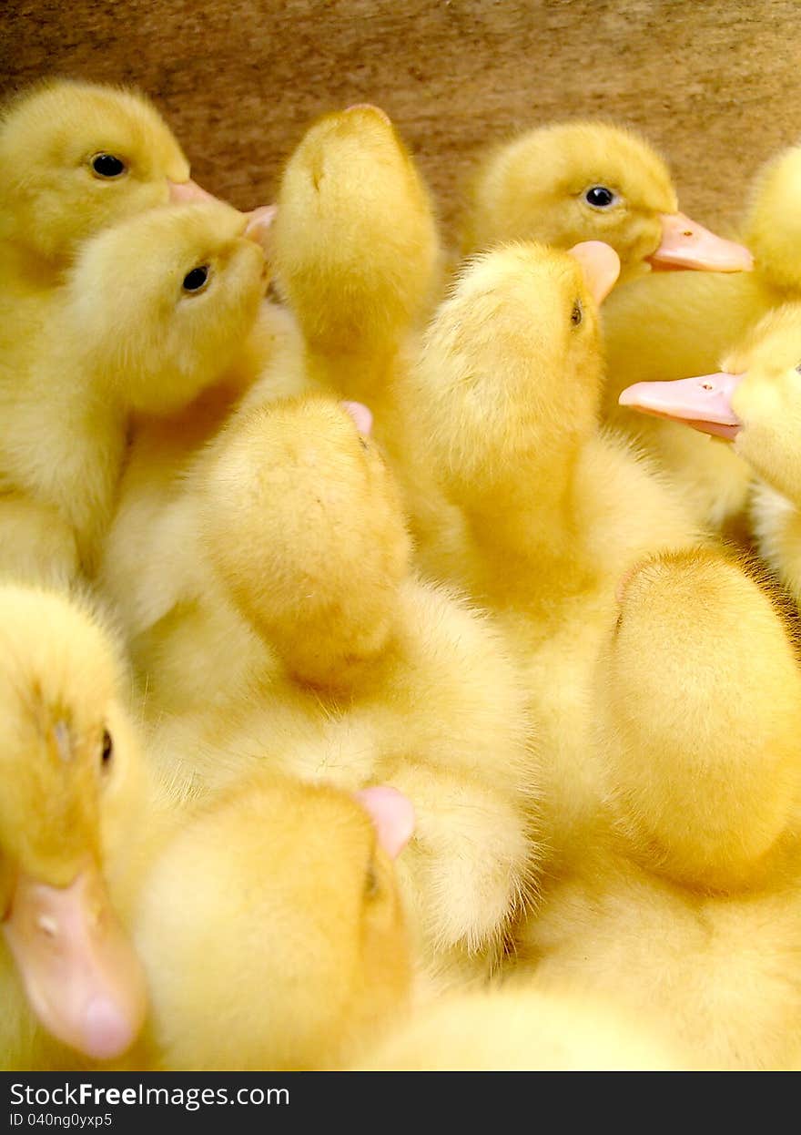 Duckling at farm. Group of small cute ducklings inside box. Duckling at farm. Group of small cute ducklings inside box