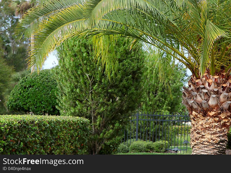 Lush green trees and Palm tree in a garden. Lush green trees and Palm tree in a garden