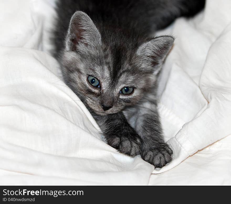 Kitten resting on the white bedsheet. Kitten resting on the white bedsheet