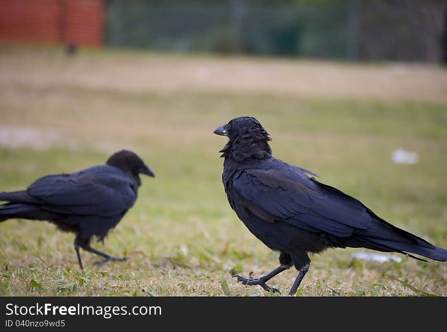 These birds are just one of many iconic sights & sounds of Australia. These birds are just one of many iconic sights & sounds of Australia