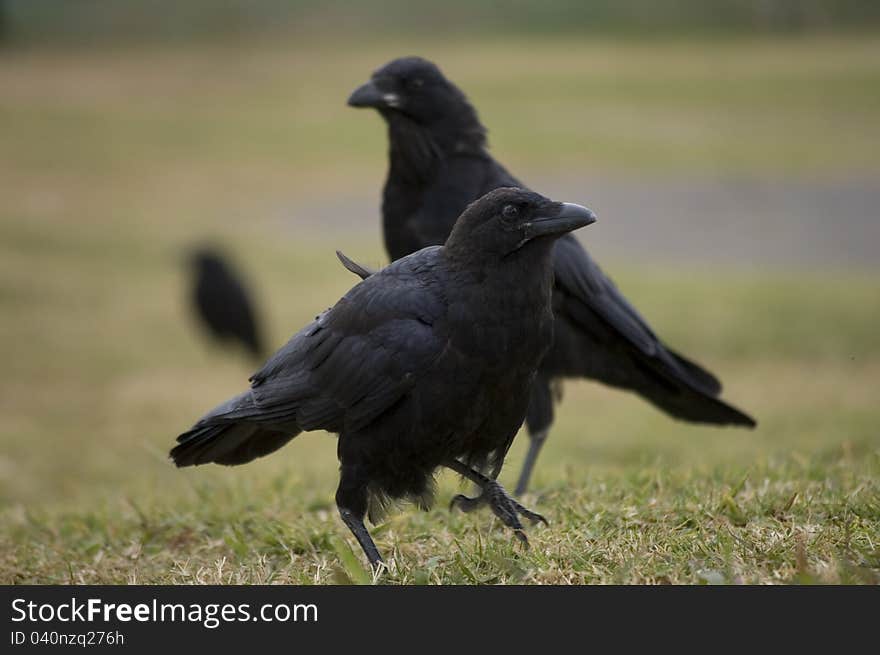 Australian Raven