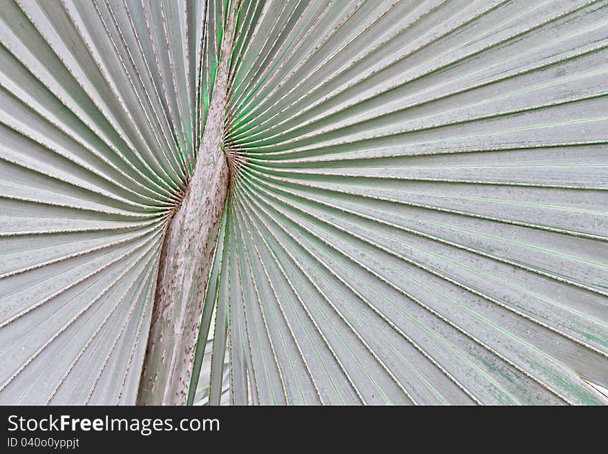 Corypha Leaves