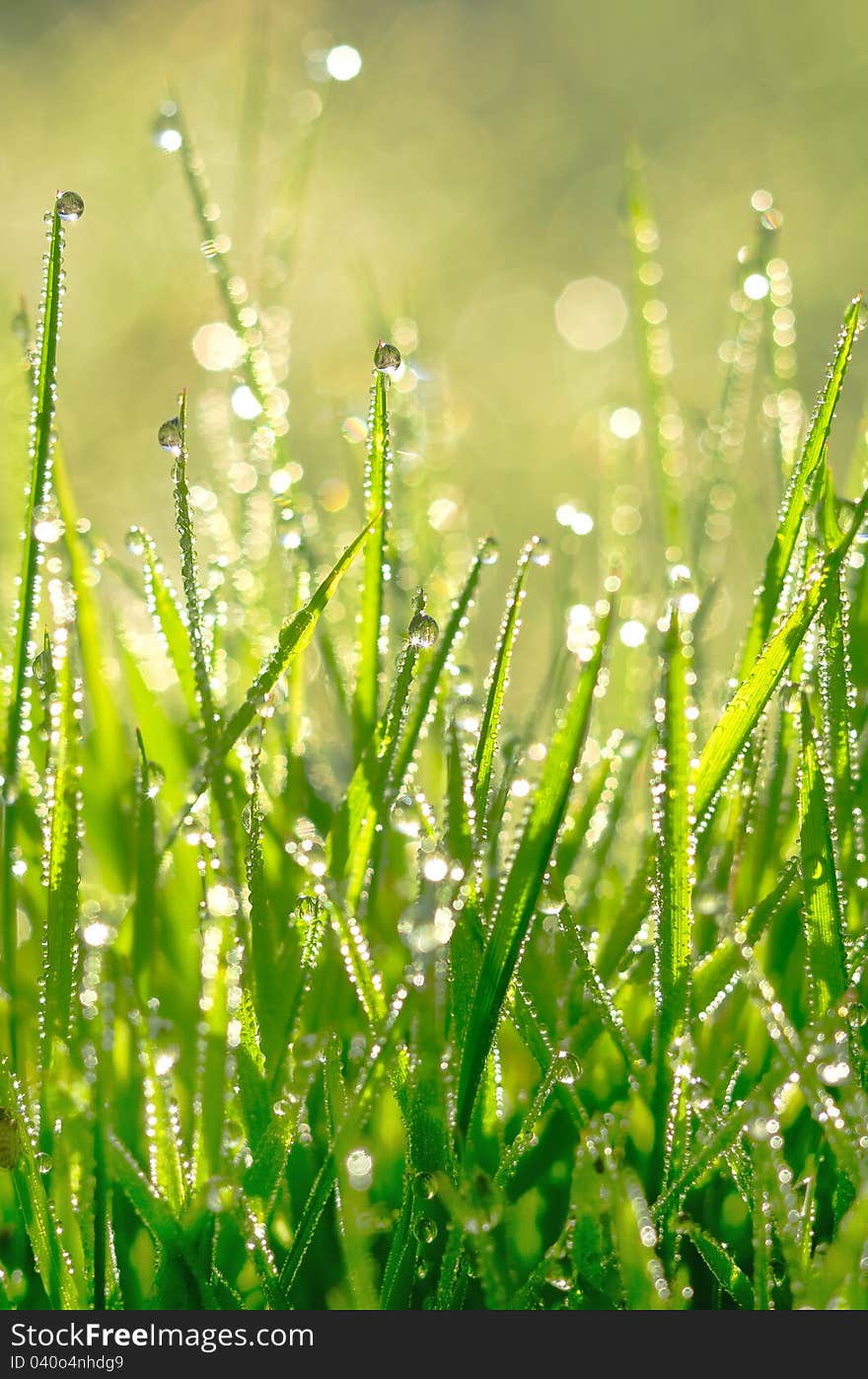 Abstract background of shining a bright morning dew. Abstract background of shining a bright morning dew.