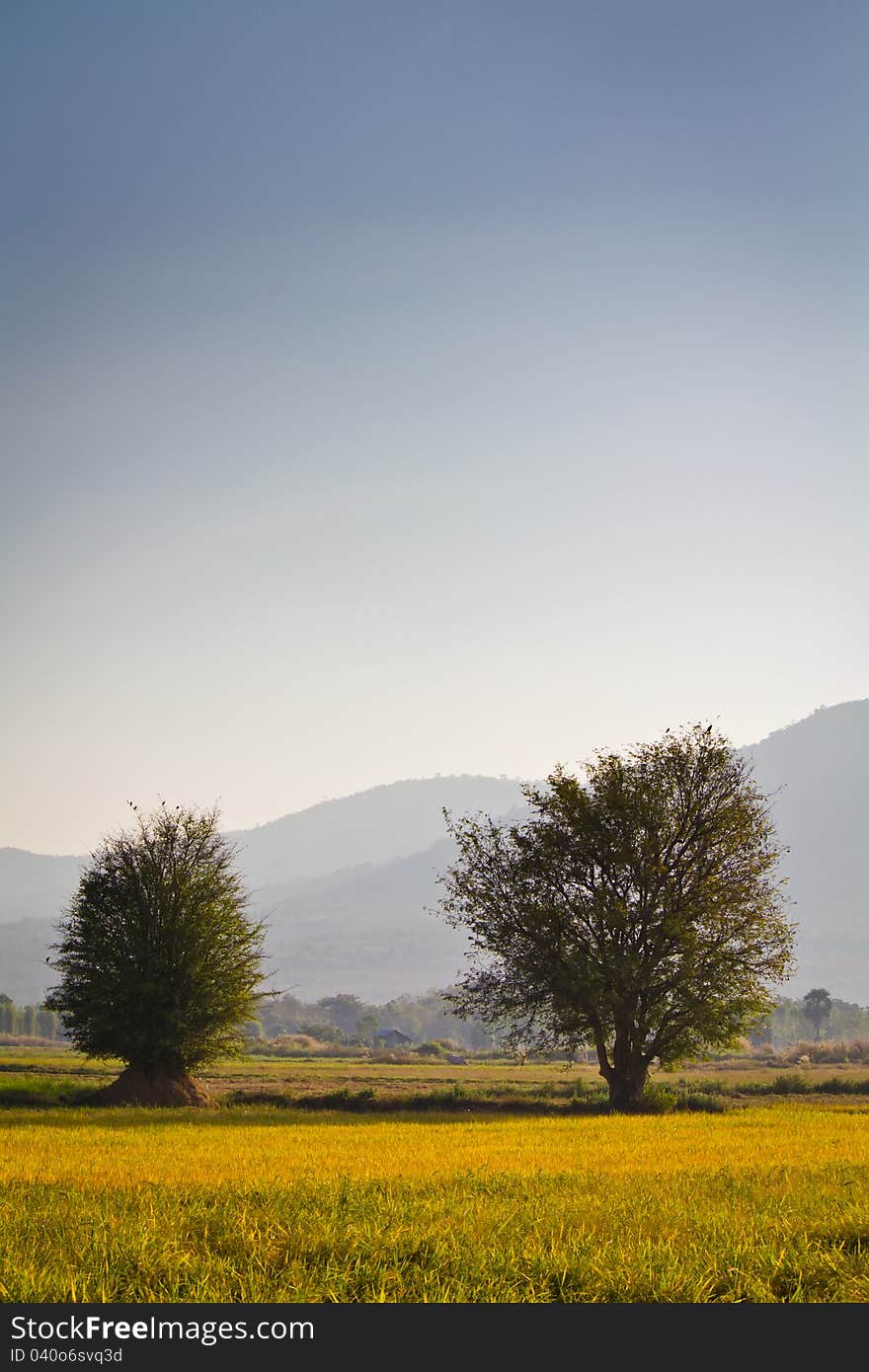 Trees On Paddy