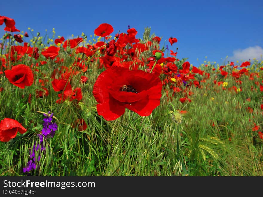 poppies