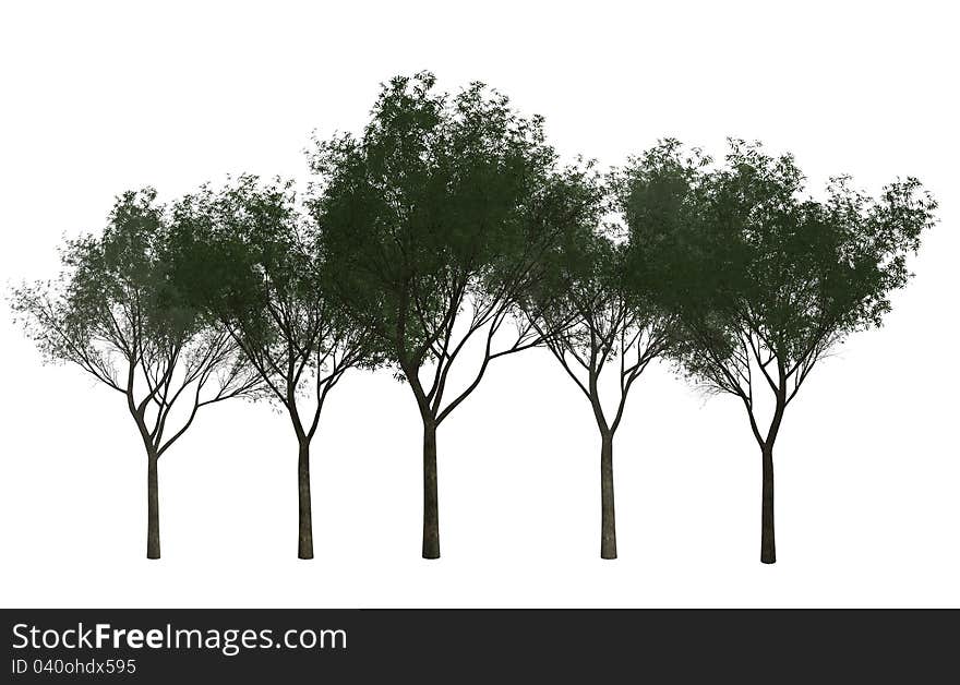 A Group of Trees isolated on white background