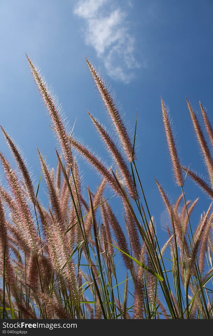 Grass and sky shot from low angles. Grass and sky shot from low angles