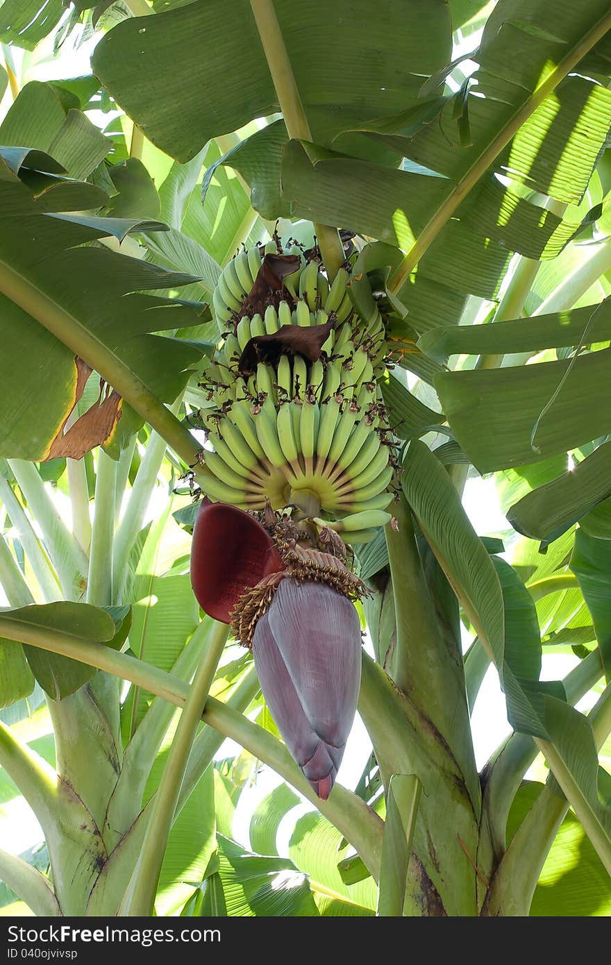 Banana shot from low angles