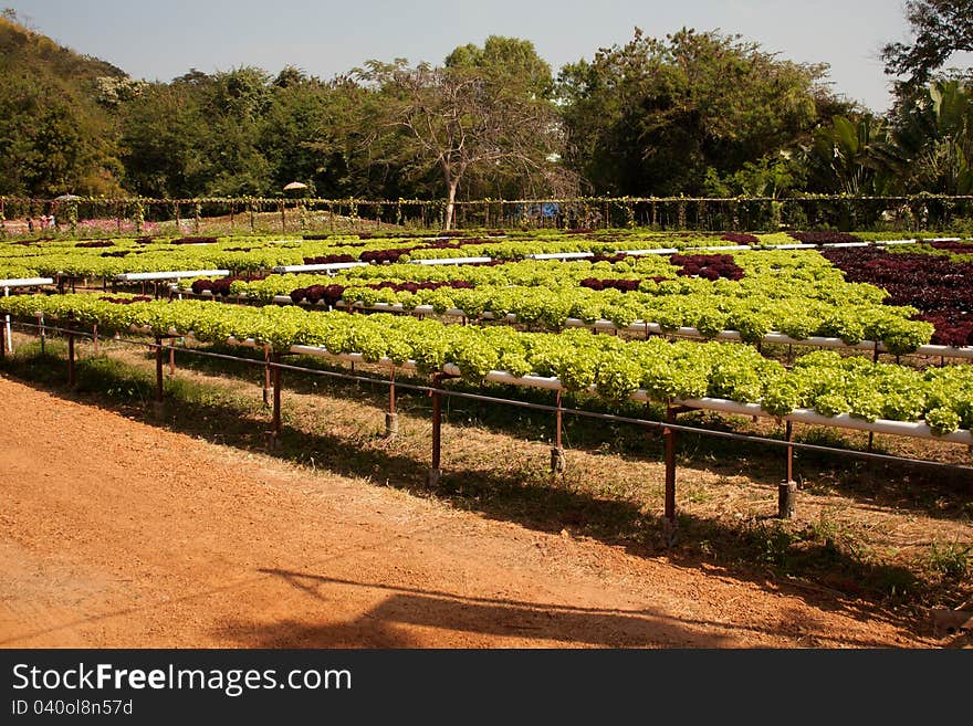 Non-toxic vegetable