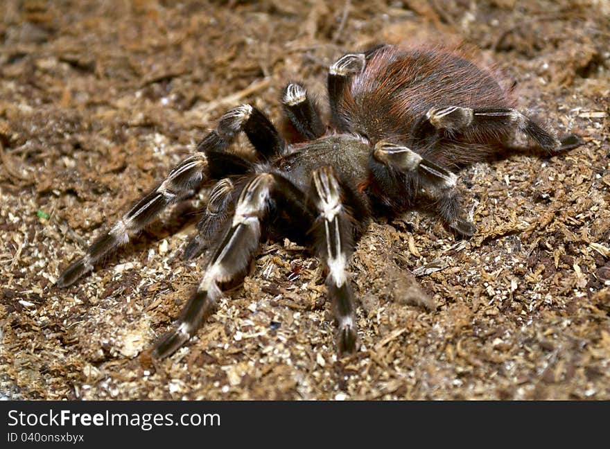 Lasiodora parahybana, Brazilian ptitseyad pink is one of the largest spiders in the world