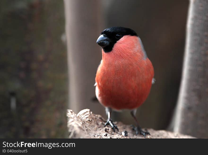 Bullfinch Male Close Up