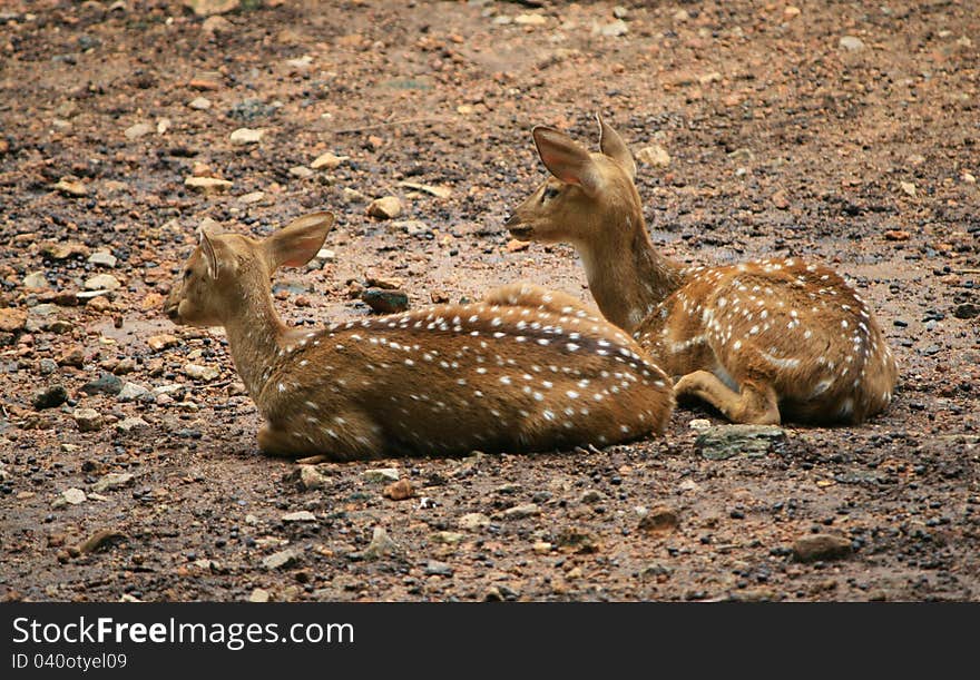 Two spotted deers resting on the ground in a zoological park, india. Two spotted deers resting on the ground in a zoological park, india