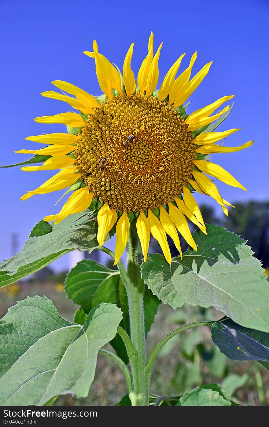 Sunflower