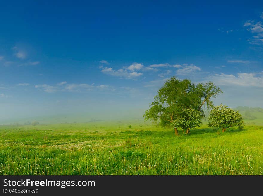 Summer field with a tree and a fog