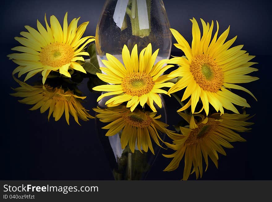 Color sunflower, mirror, black background