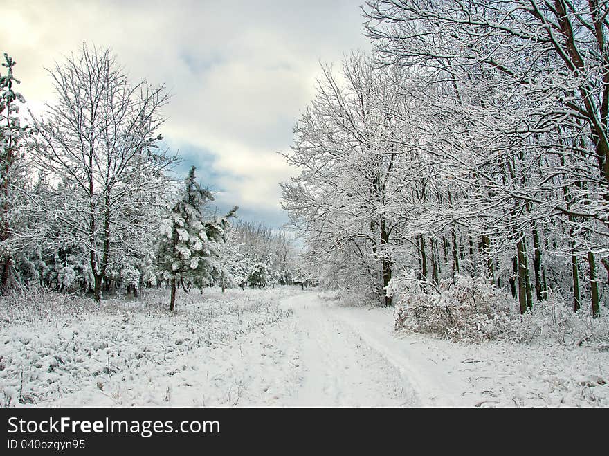 Winter Forest