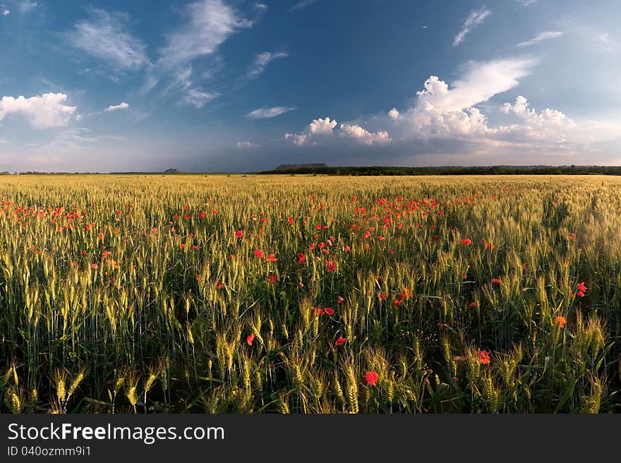 Summer field and sky