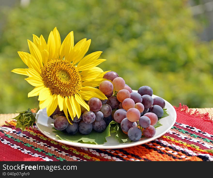 Still, Grapes And Sunflower