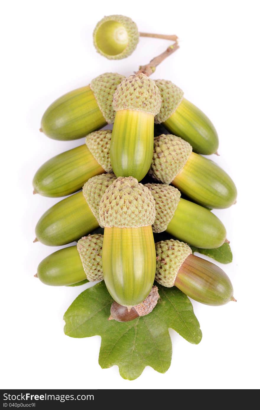 Sheet of oak acorns isolated white background, a group