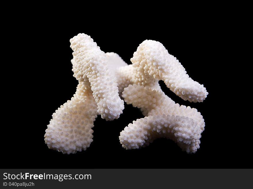 White coral isolated on black background. White coral isolated on black background