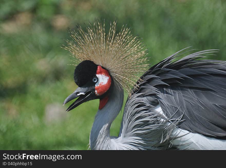 Balearica regulorum