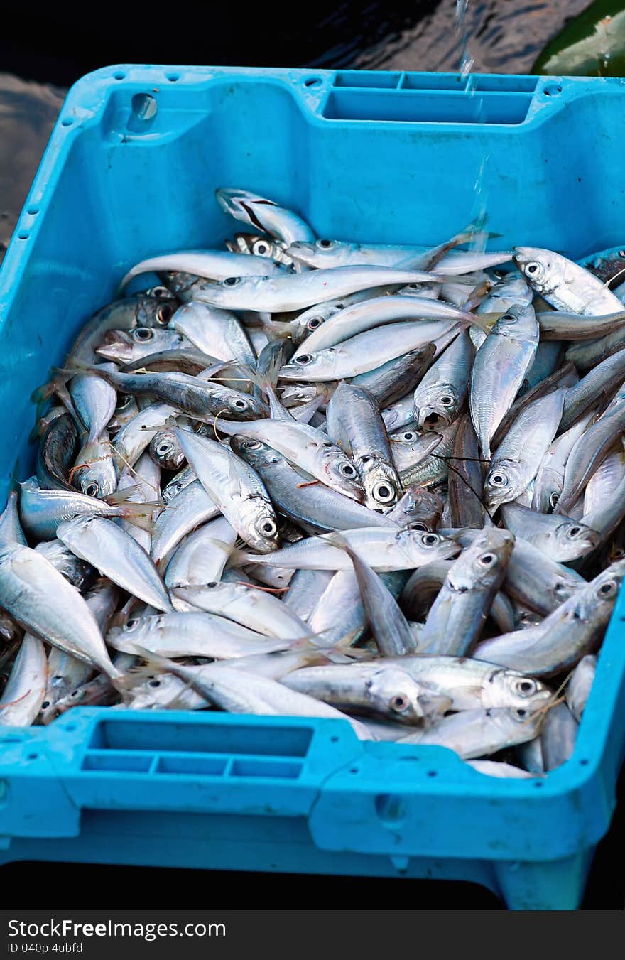 Selection of fresh fishes in blue bins