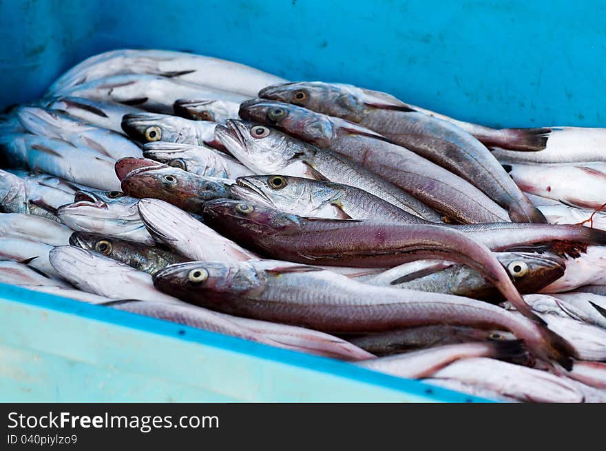 Selection of fresh fishes in blue bins