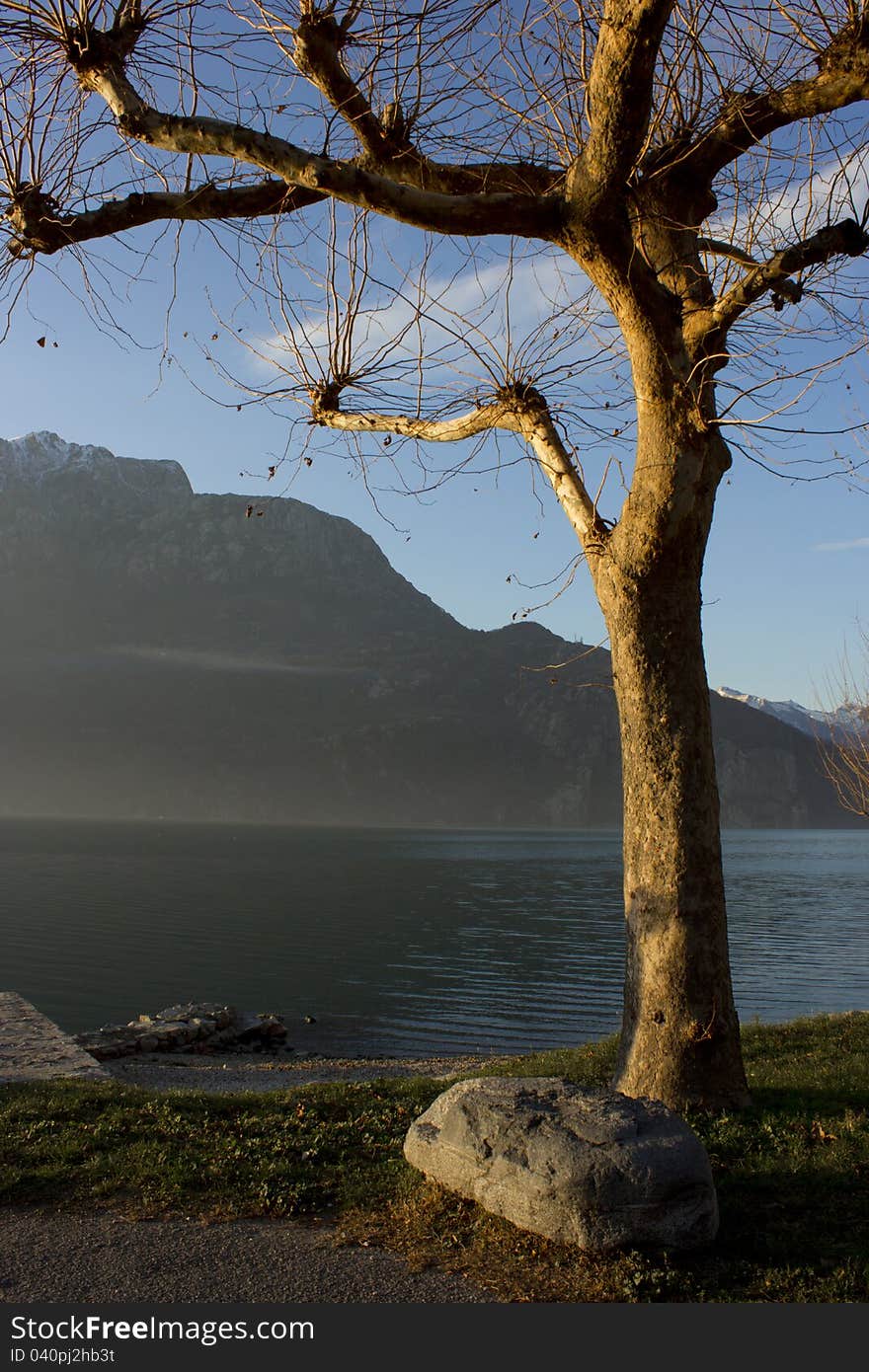 A lonely tree, grown on the lakeside